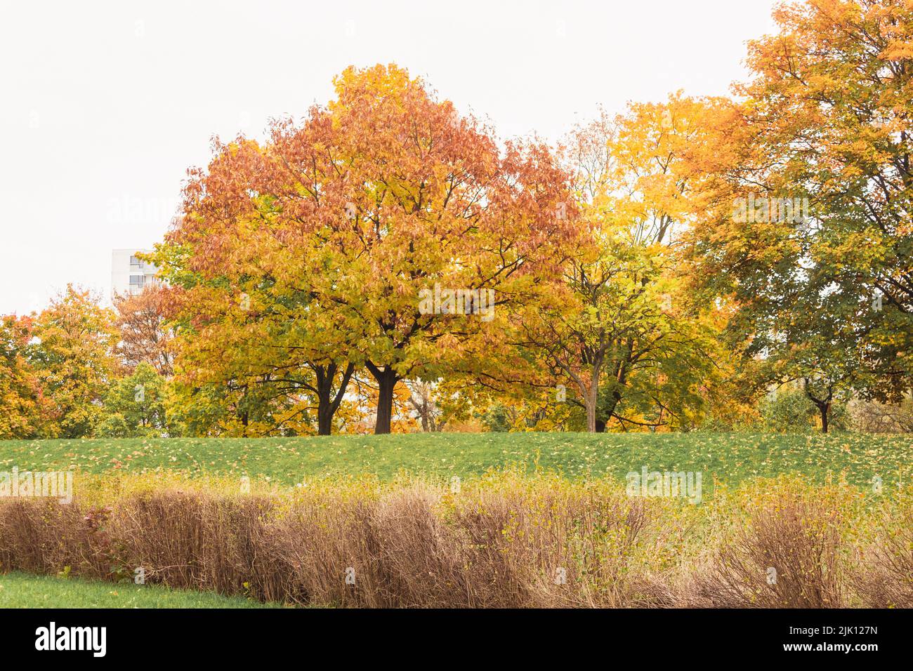 Beautiful trees with yellow leaves against the blue sky. Beautiful