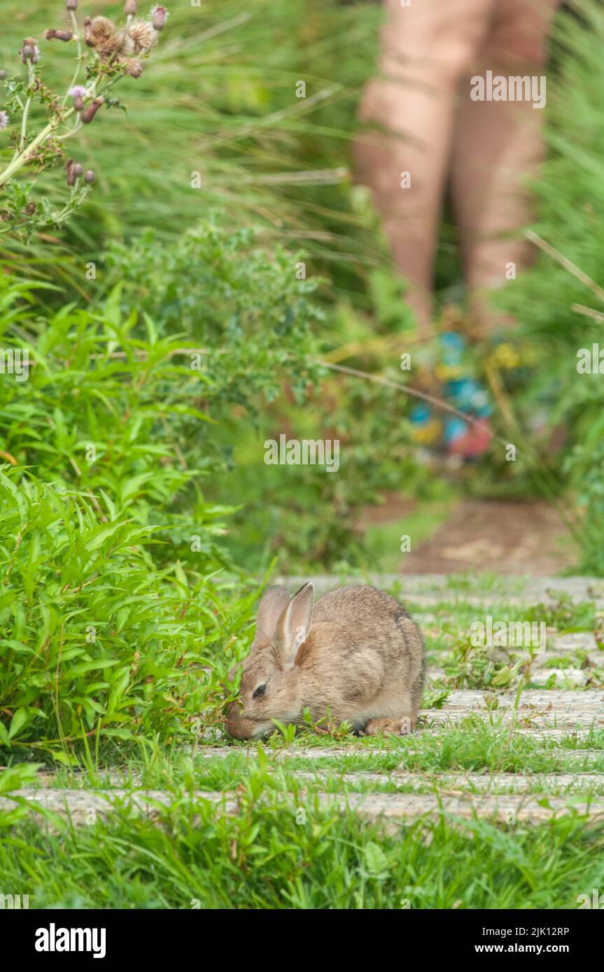 Skomer Rabbits Non-native introduced rabbit on Skomer Island, Wales, UK Stock Photo ...