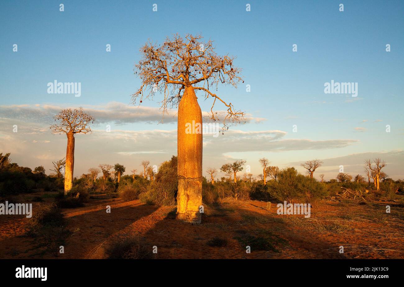 Baobab trees, Reniala Reserve, Ifaty, Madagascar, Africa Stock Photo