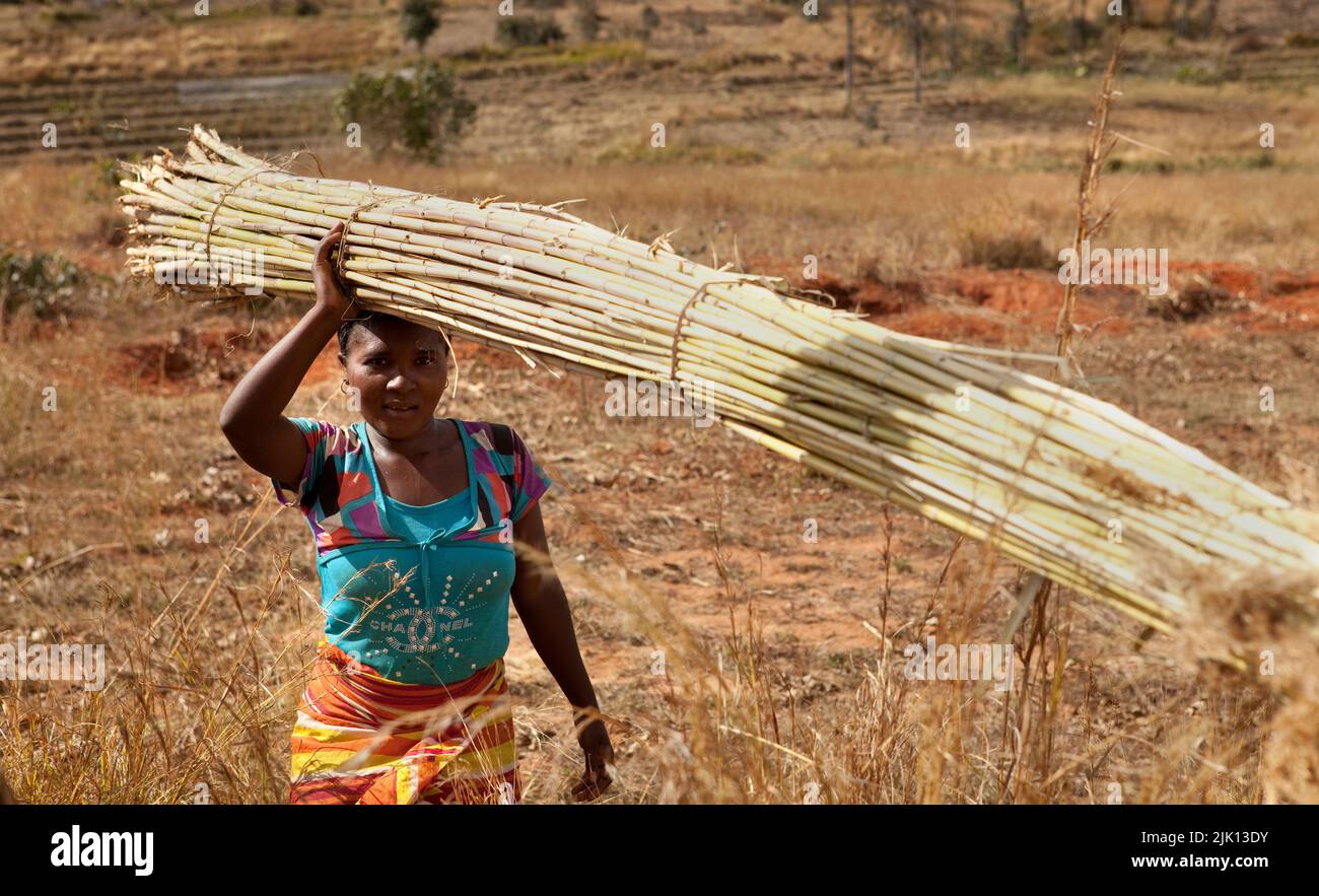 Portrait of local villager collecting Bamboo, Isalo, Madagascar, Africa Stock Photo