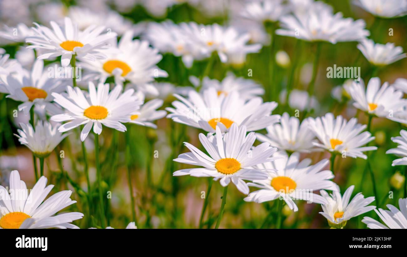 Lots of daisies. Floral background. White, yellow and green colors Stock Photo