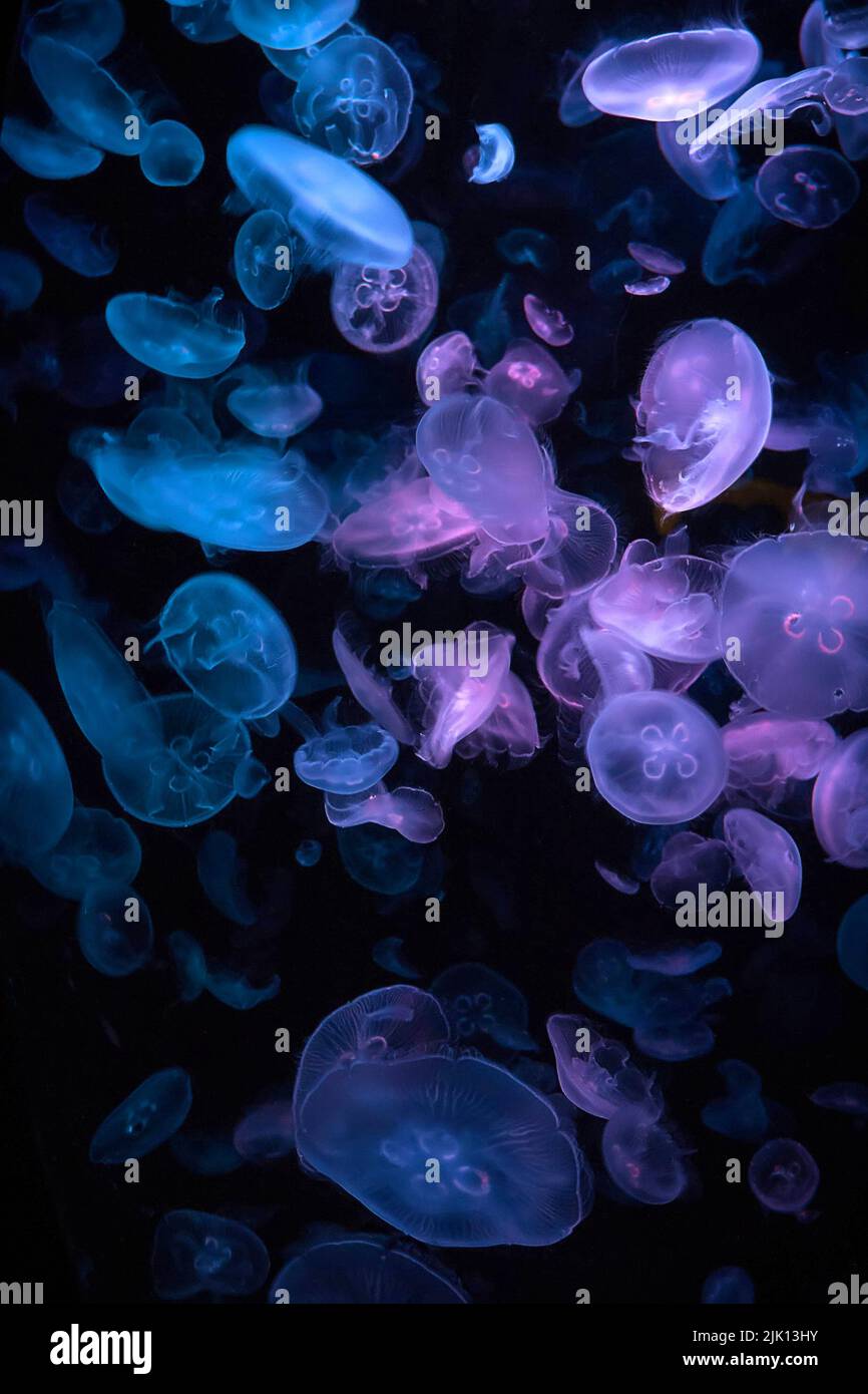 A vertical shot of blue jellyfish swimming underwater Stock Photo - Alamy