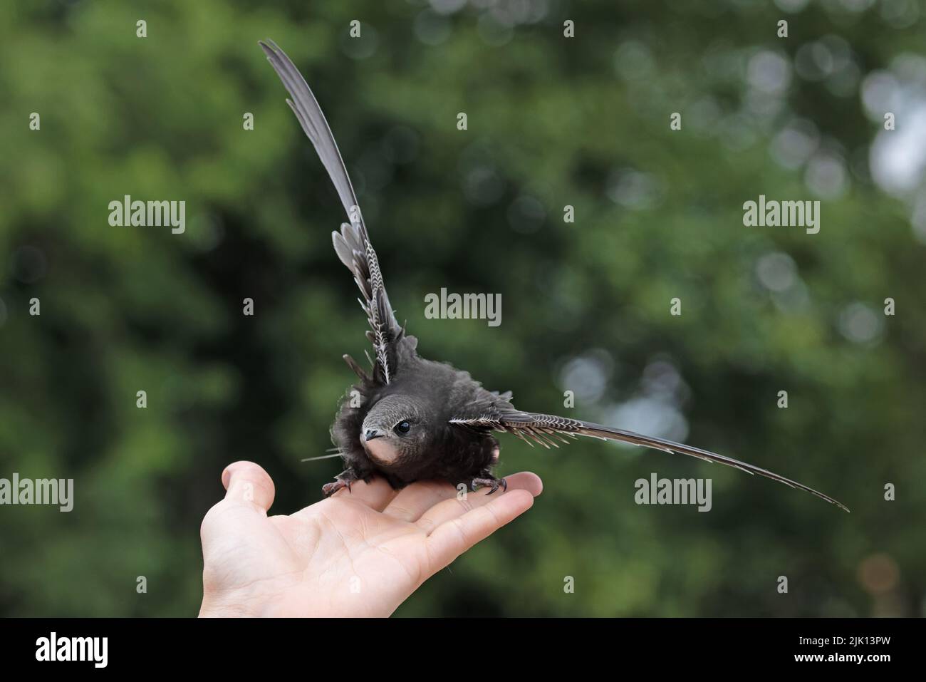 Common Swift (Apus apus) releasing juvenile Norwich GB UK July 2022 Stock Photo
