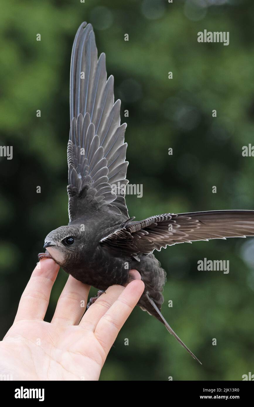 Common Swift (Apus apus) releasing juvenile Norwich GB UK July 2022 Stock Photo