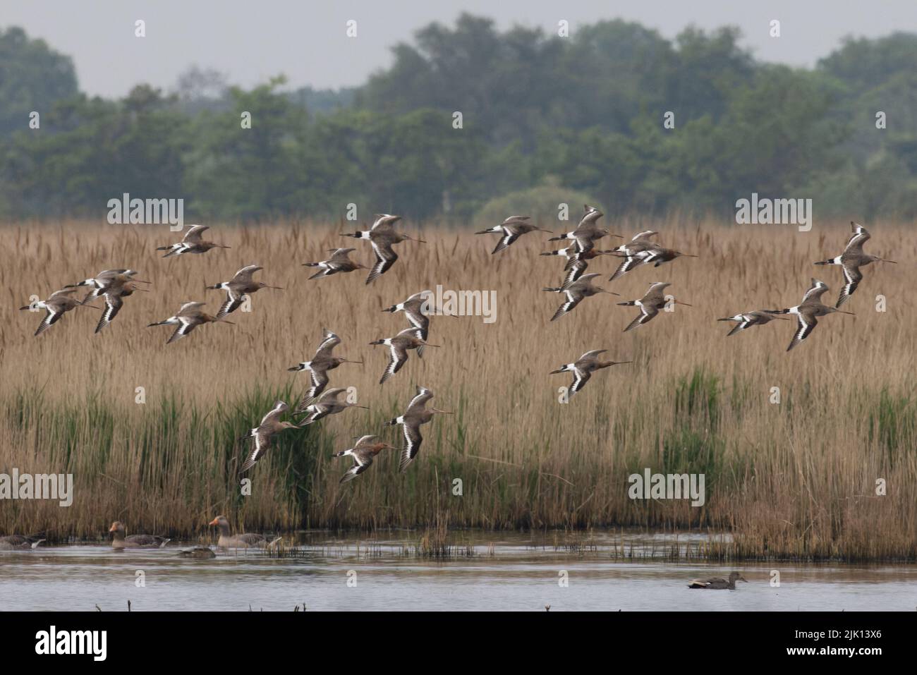 Black-tailed Godwit (Limosa limosa islandica) Hickling Norfolk April 2022 Stock Photo