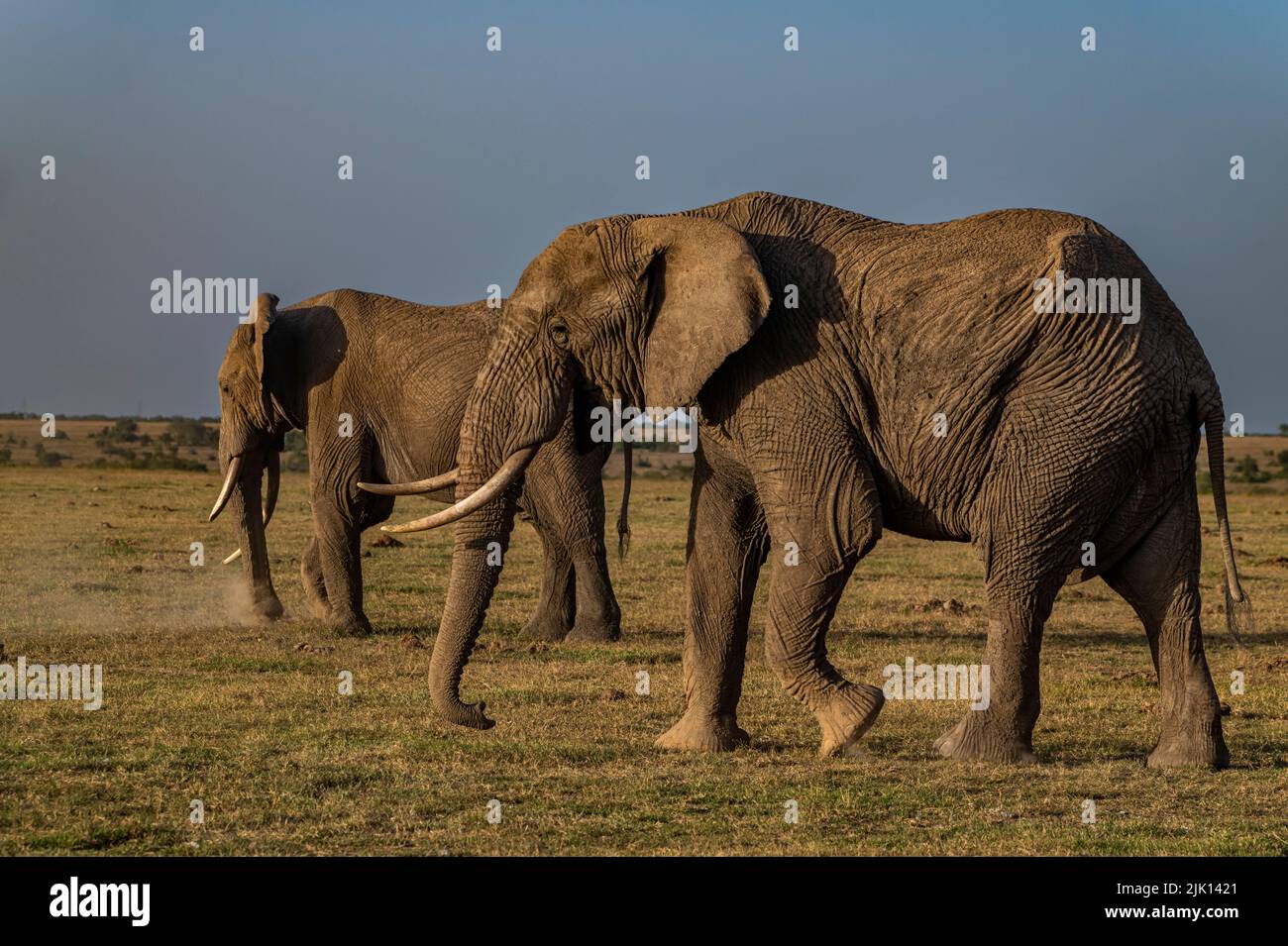 African elephants (Loxodonta), Oi Pejeta Natural Conservancy, Kenya Stock Photo