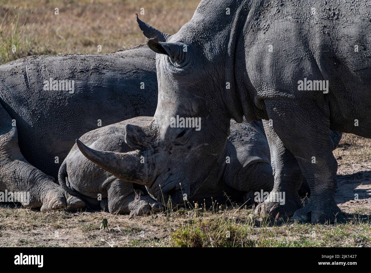 Southern white rhinoceros (southern square-lipped rhinoceros) (Ceratotherium simum simum), Oi Pejeta Natural Conservancy, Kenya Stock Photo