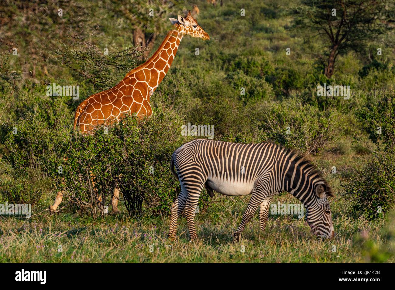Reticulated giraffe (Giraffa camelopardalis reticulata) (Giraffa reticulata) and Grevy's zebra (Equus grevyi), Buffalo Springs National Reserve Stock Photo