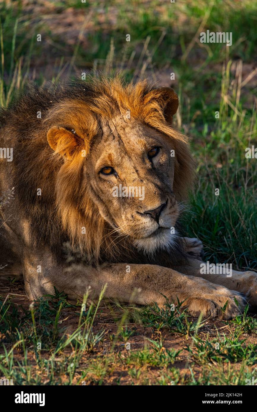 Lion (Panthera leo), Buffalo Springs National Reserve, Samburu National Park, Kenya Stock Photo