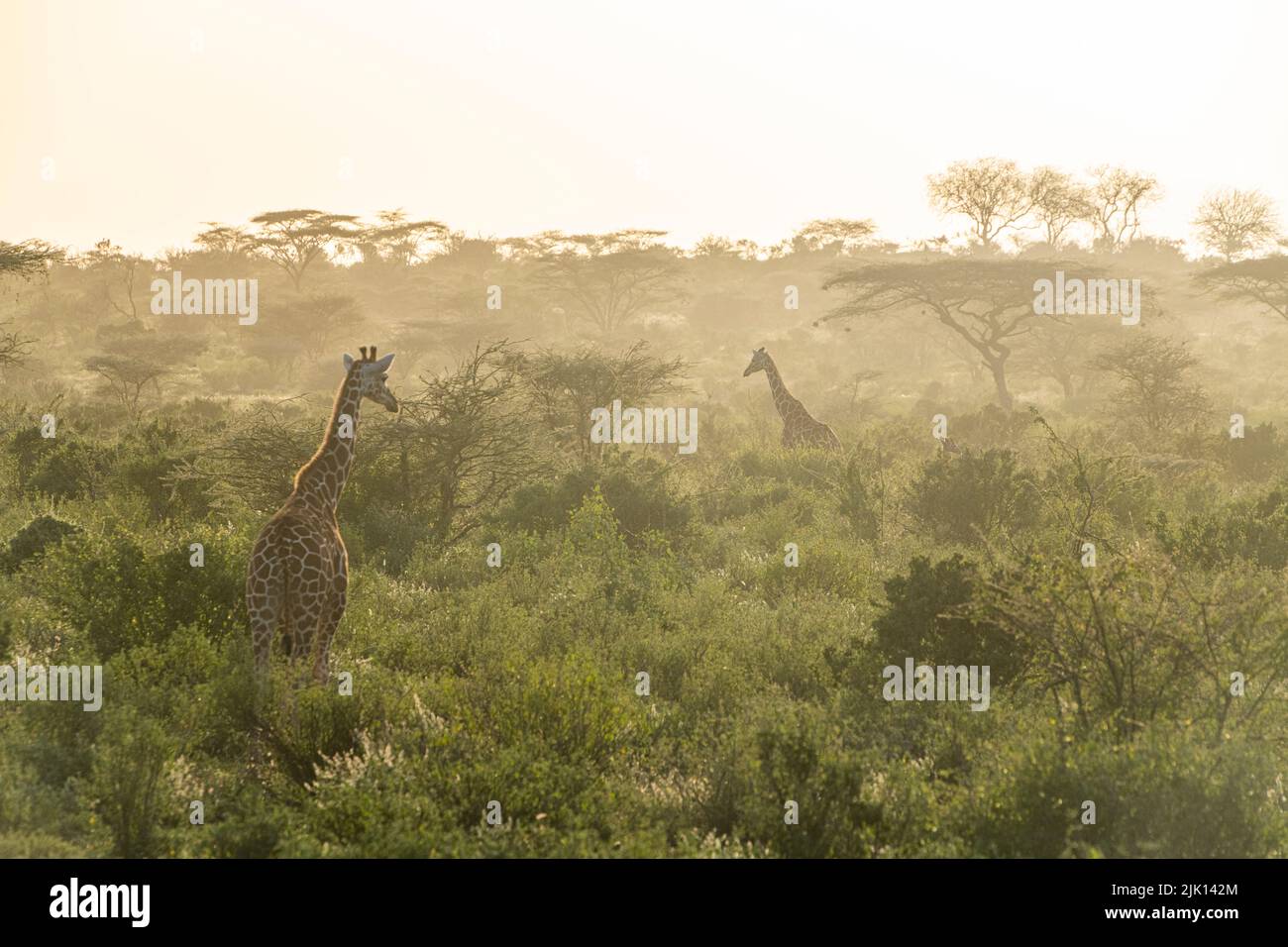 Reticulated giraffe (Giraffa camelopardalis reticulata) (Giraffa reticulata) at dawn, Buffalo Springs National Reserve, Samburu National Park, Kenya Stock Photo