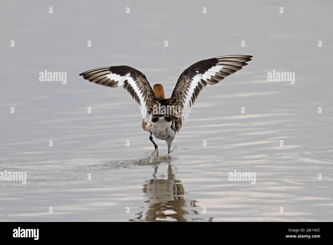 Black-tailed Godwit (Limosa limosa islandica) raising wings Titchwell Norfolk July 2022 Stock Photo