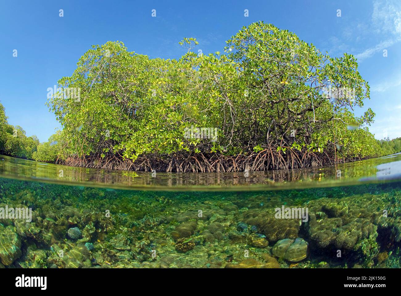 Split image, over under, Mangroves (Rhizophoraceae) are protected worldwide, Kri island, Raja Ampat, Irian Jaya, Indonesia, Pacific ocean, Asia Stock Photo