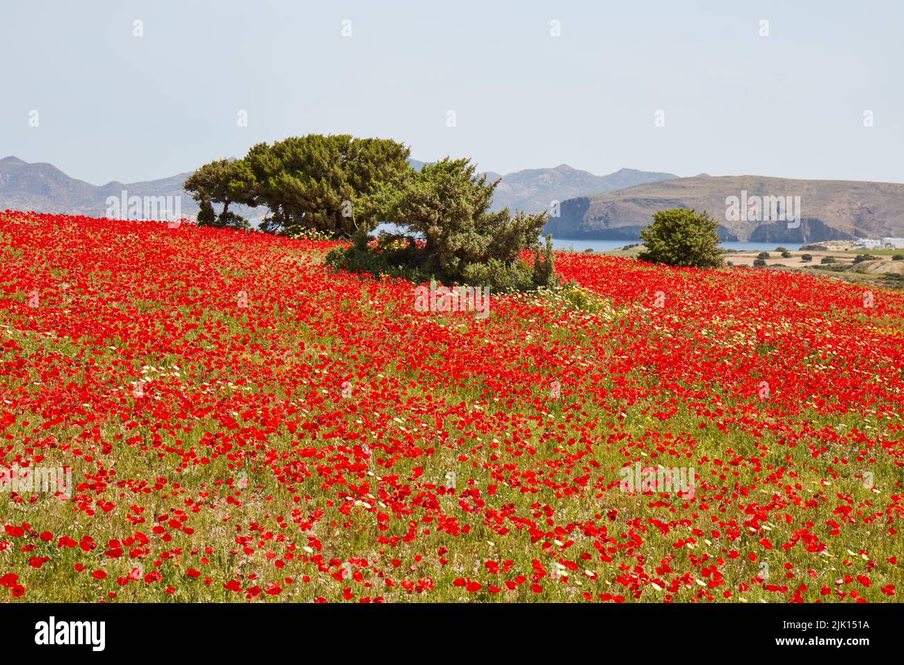 Poppies, Spring on Milos island, Cyclades, Greek Islands, Greece, Europe Stock Photo