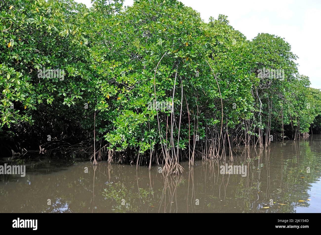 Mangroves (Rhizophoraceae) are protected worldwide, Yap, Micronesia, Pacific ocean, Asia Stock Photo