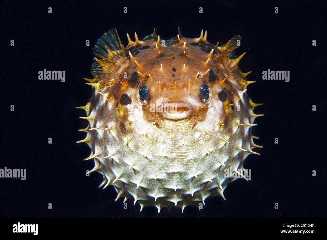 Birdbeak burrfish (Cyclichthys orbicularis), when in danger, it swallows water and pumps itself up into a ball with erected spines, Indonesia, Asia Stock Photo