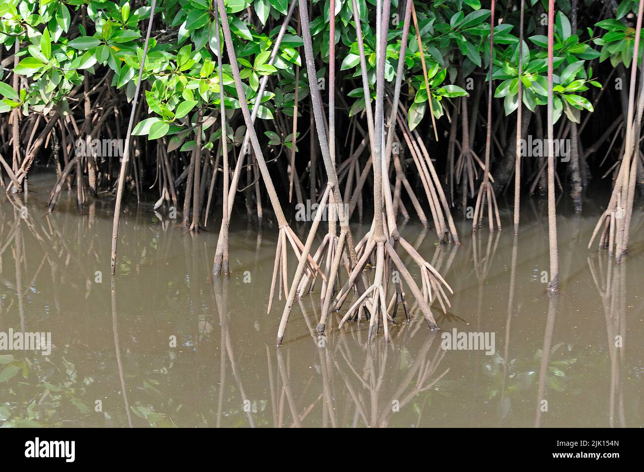 Mangroves (Rhizophoraceae) are protected worldwide, Yap, Micronesia, Pacific ocean, Asia Stock Photo