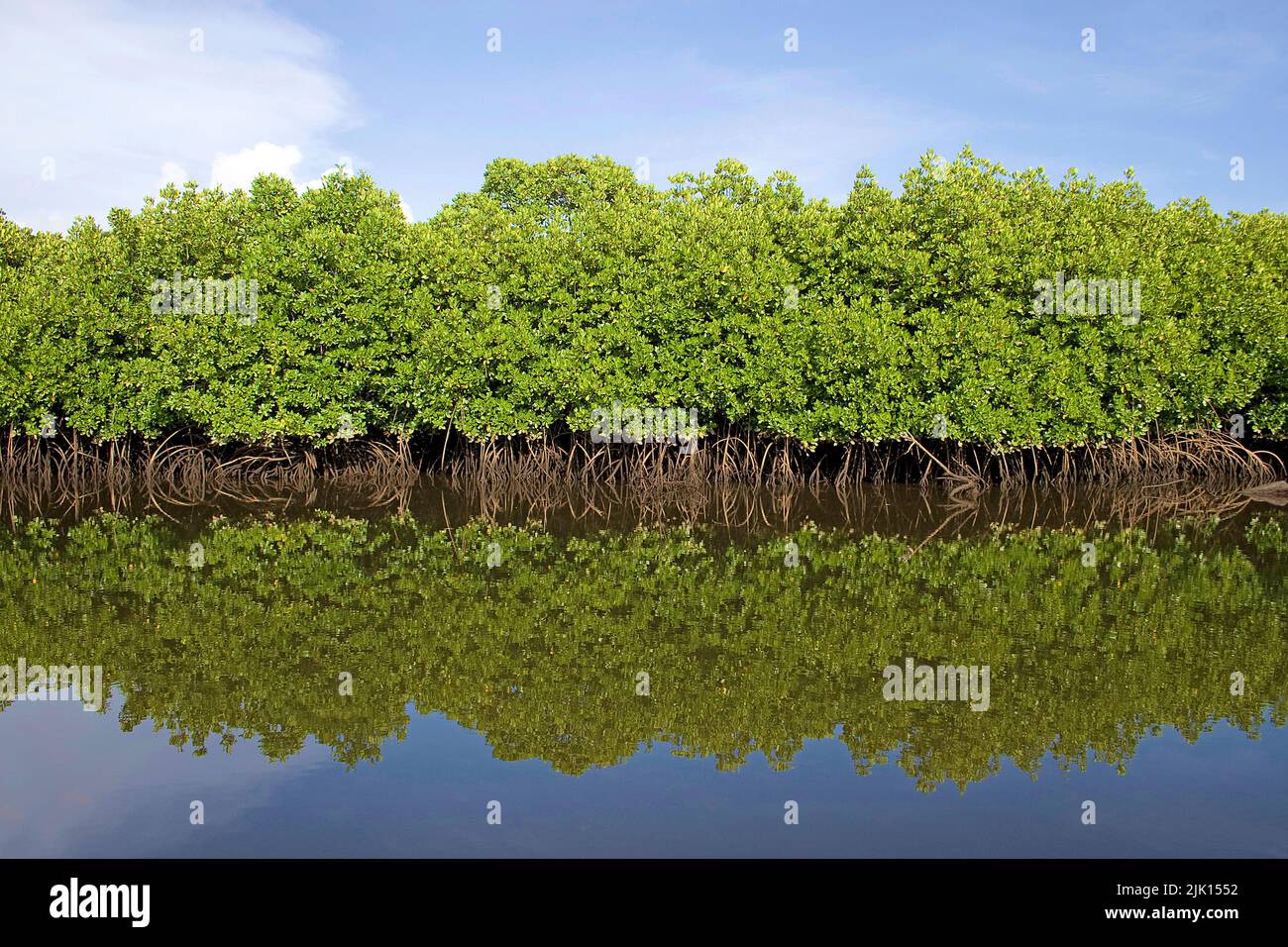 Mangroves (Rhizophoraceae) are protected worldwide, Yap, Micronesia, Pacific ocean, Asia Stock Photo