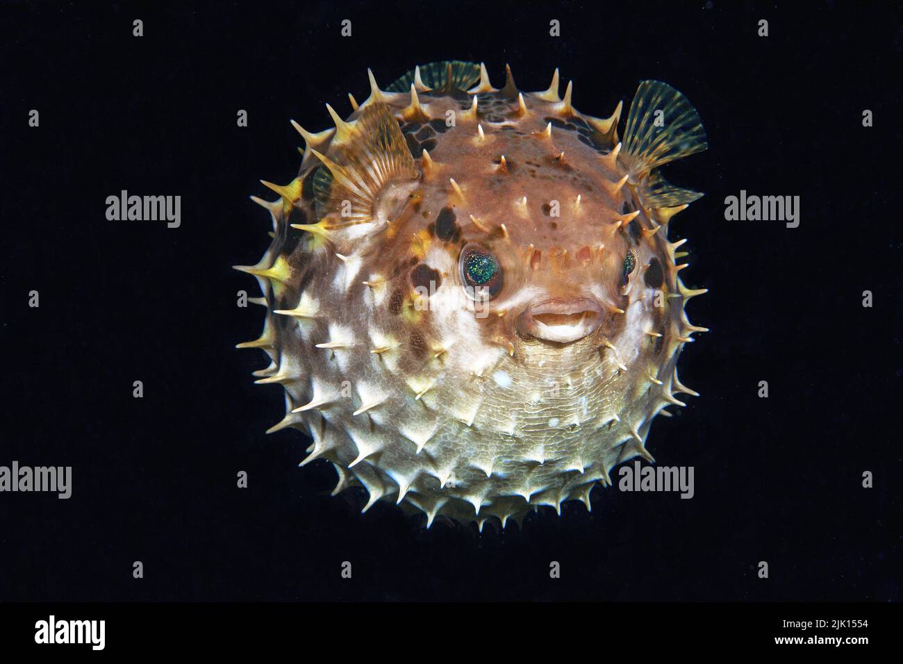 Birdbeak burrfish (Cyclichthys orbicularis), when in danger, it swallows water and pumps itself up into a ball with erected spines, Indonesia, Asia Stock Photo