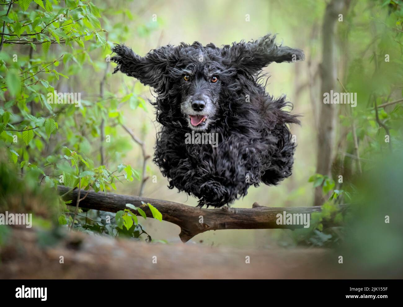 Black Cocker Spaniel dog running and jumping over a stick in the woods, Italy, Europe Stock Photo