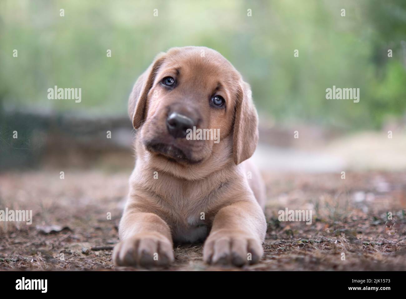 Broholmer puppy lying on the ground and looking into the camera with tilted head, Italy, Europe Stock Photo