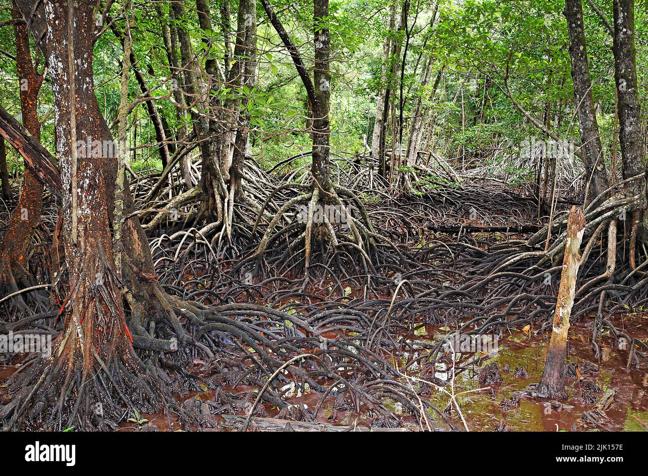 Mangrove forest (Rhizophoraceae) are protected worldwide, Palau, Micronesia, Pacific ocean, Asia Stock Photo