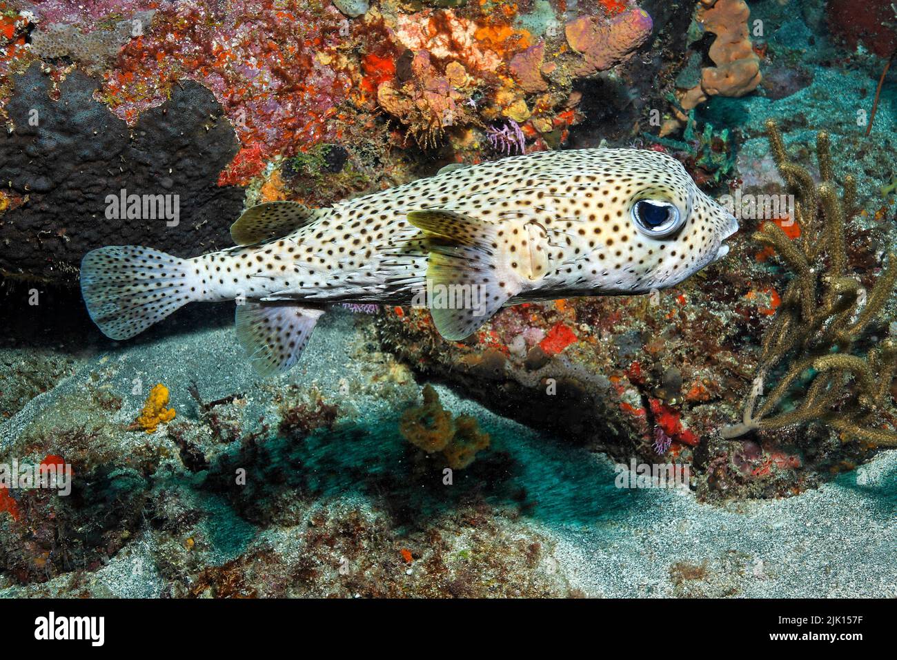 Black spotted porcupinefish (Diodon hystrix), by inflating the body, the spines are erected, Grenada, Caribbean Stock Photo
