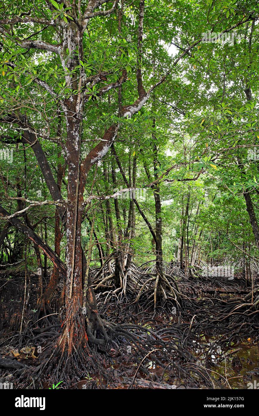 Mangrove forest (Rhizophoraceae) are protected worldwide, Palau, Micronesia, Pacific ocean, Asia Stock Photo