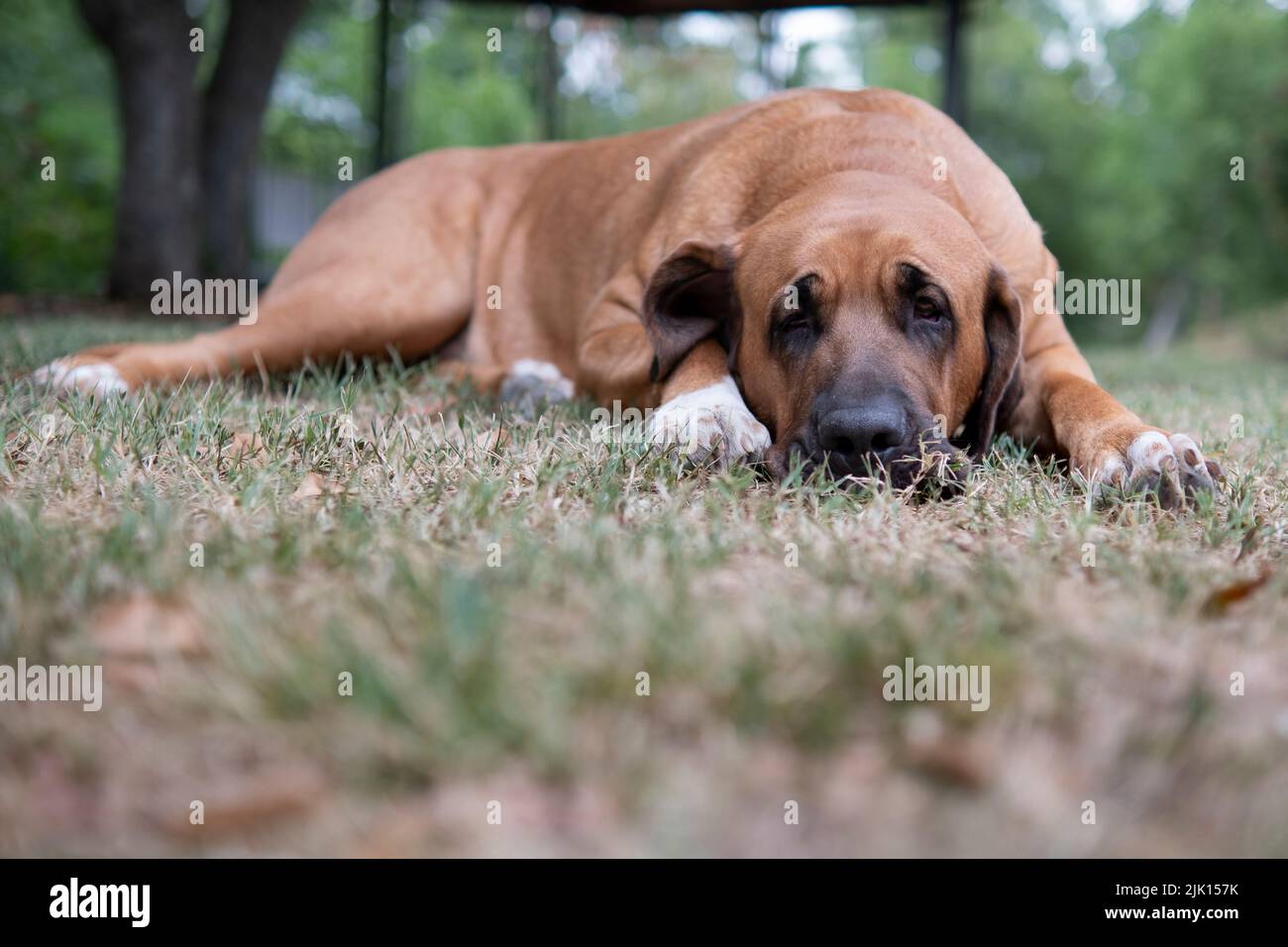Broholmer dog Dane breed lying on the grass and looking into camera, Italy, Europe Stock Photo