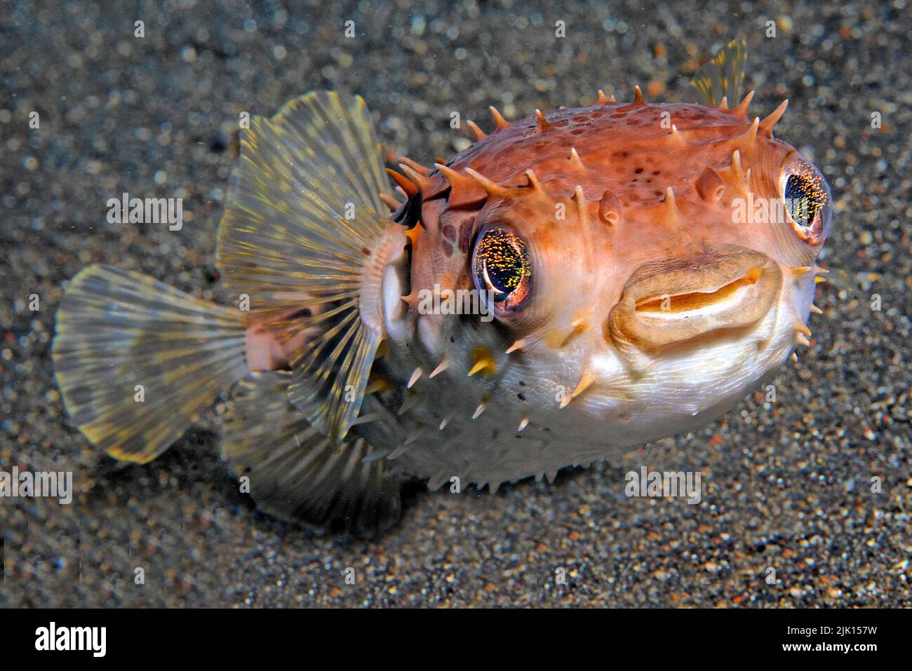 Birdbeak burrfish (Cyclichthys orbicularis), when in danger, it swallows water and pumps itself up into a ball, Sulawesi, Indonesia, Asia Stock Photo
