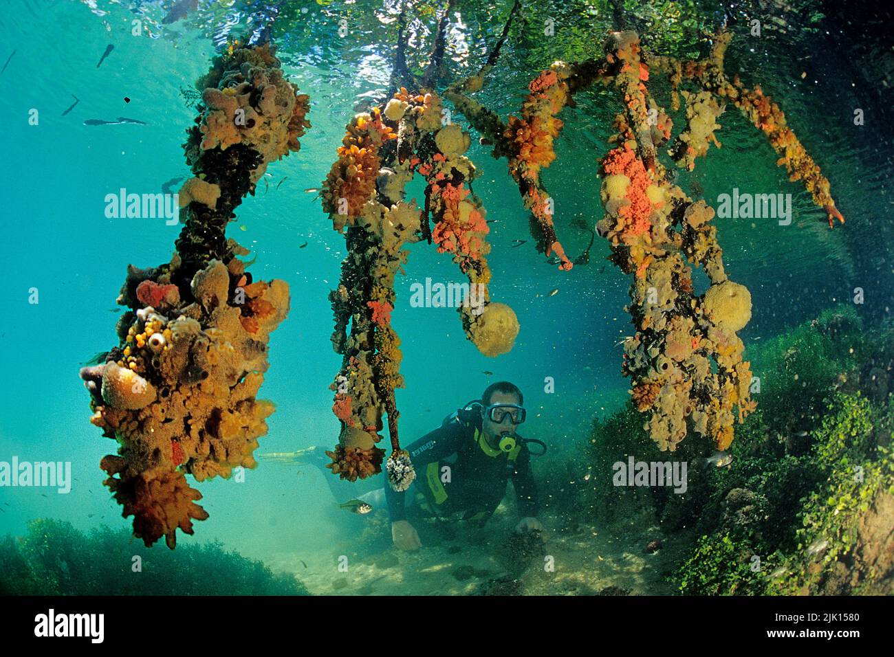 Mangrove roots (Rhizophoraceae), thickly overgrown with sponges, sea squirts and other lower animals, Borneo, Malaysia Stock Photo