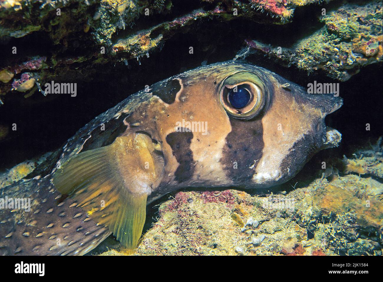 Black-blotched porcupinefish, (Diodon liturosus), by inflating the body, the spines are erected, Ari Atoll, Maldives, Asia Stock Photo