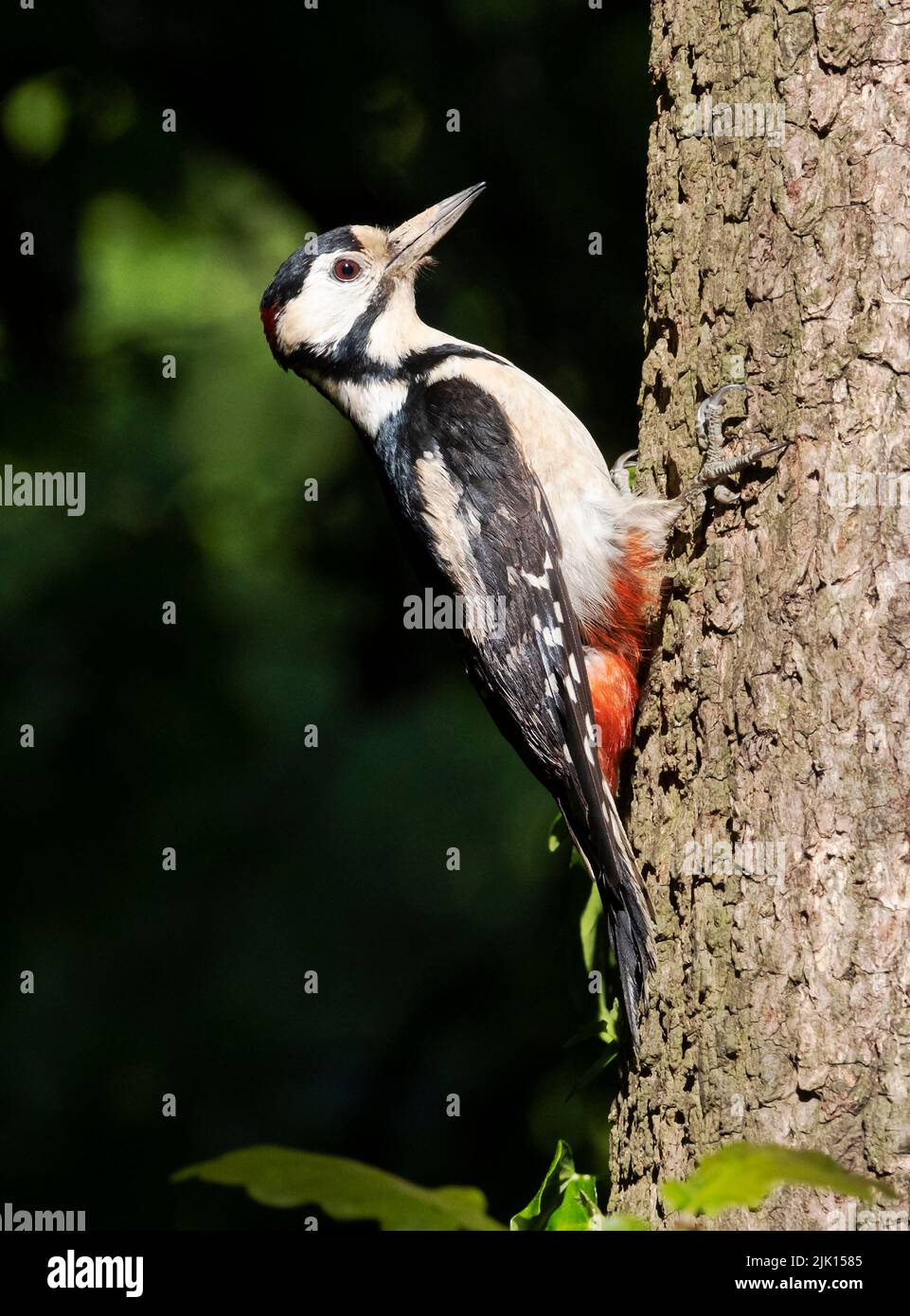 Great Spotted Woodpecker (Dendrocopos major), Cheshire, England, United Kingdom, Europe Stock Photo