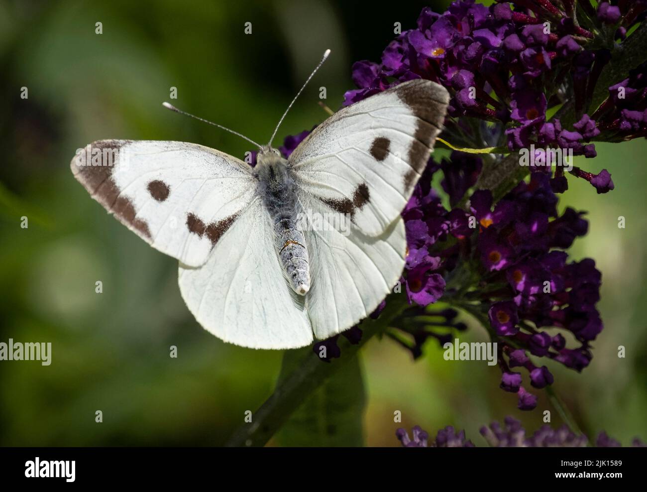 Female Large White Butterfly (Pieris brassicae), Cheshire, England, United Kingdom, Europe Stock Photo