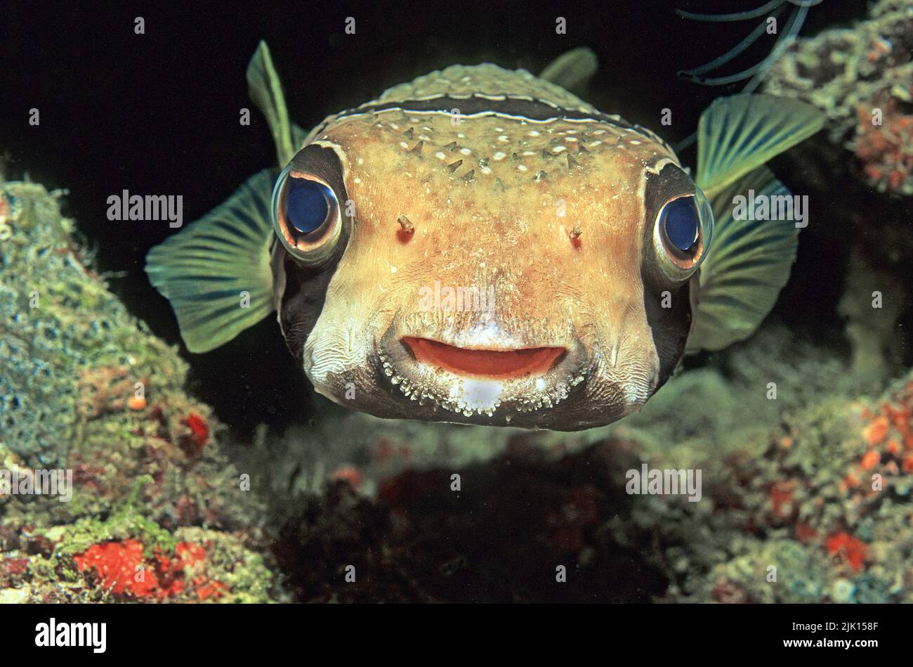 Black-blotched porcupinefish, (Diodon liturosus), by inflating the body, the spines are erected, Ari Atoll, Maldives, Asia Stock Photo