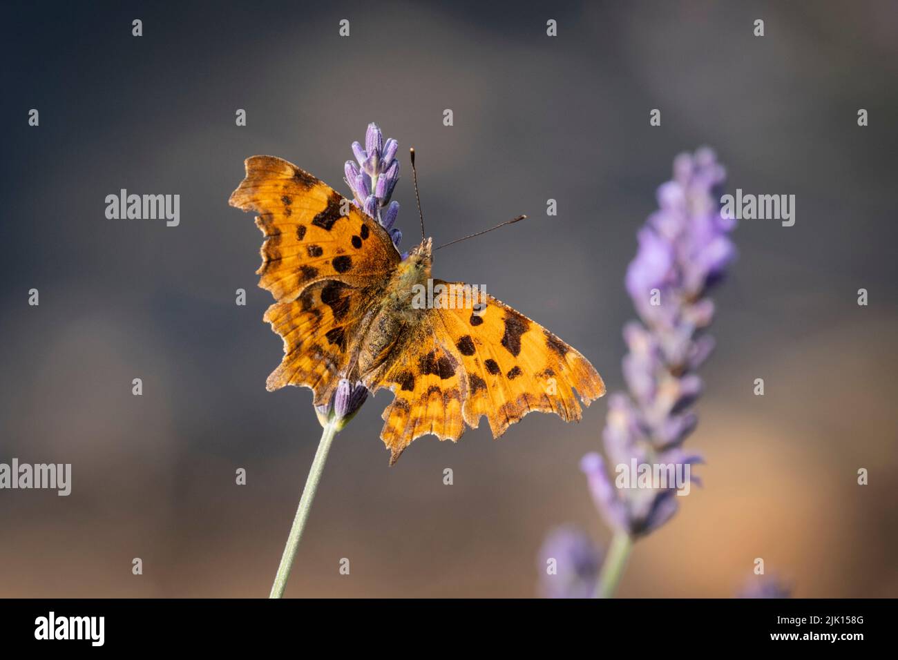Comma Butterfly (Polygonia c-album) on Lavender (Lavandula), Cheshire, England, United Kingdom, Europe Stock Photo