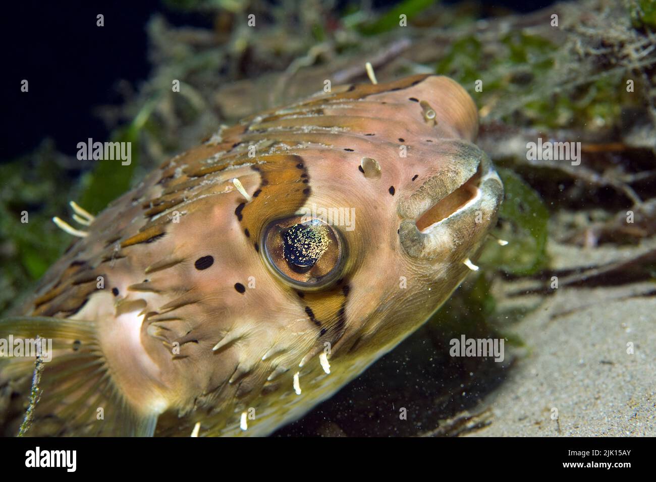 Balloonfish or Fine-spotted porcupinefish (Diodon holocanthus), by ...