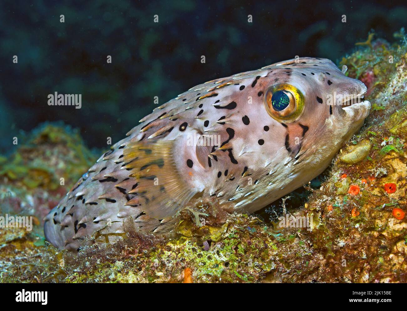 Balloonfish or Fine-spotted porcupinefish (Diodon holocanthus), by inflating the body, spines are erected, Roatan, Bay Islands, Honduras, Caribbean Stock Photo