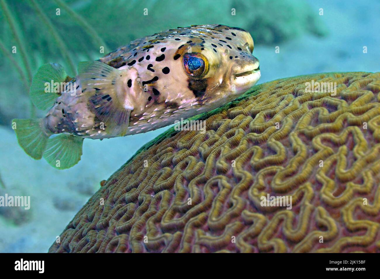 Balloonfish or Fine-spotted porcupinefish (Diodon holocanthus) at a Brain coral (Platygyra lamellina), Roatan, Bay Islands, Honduras, Caribbean Stock Photo