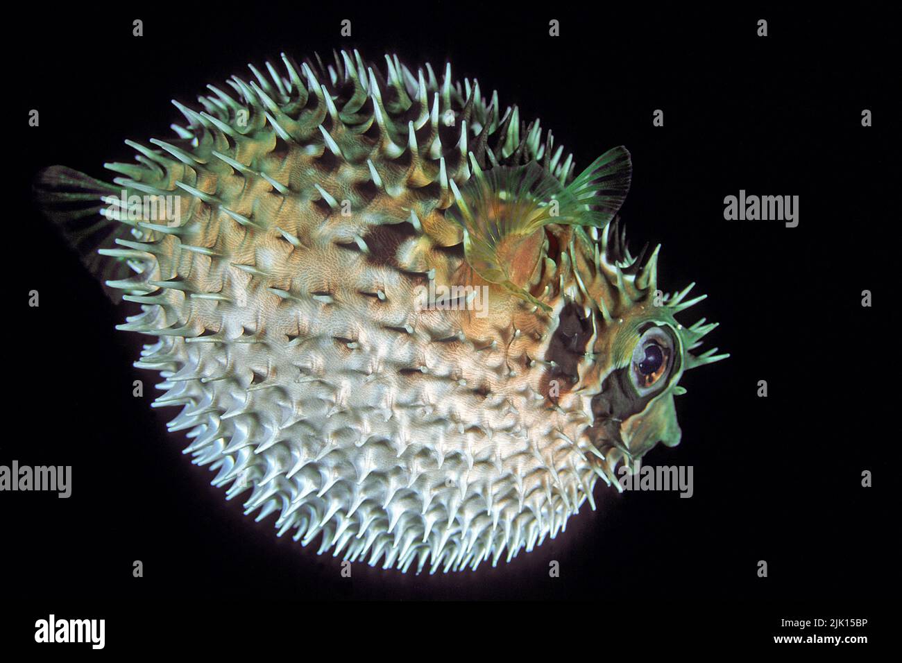 Four-bar porcupine fish (Lophodiodon calori), when in danger, it swallows water and pumps itself up into a ball, Andaman Sea, Thailand Stock Photo