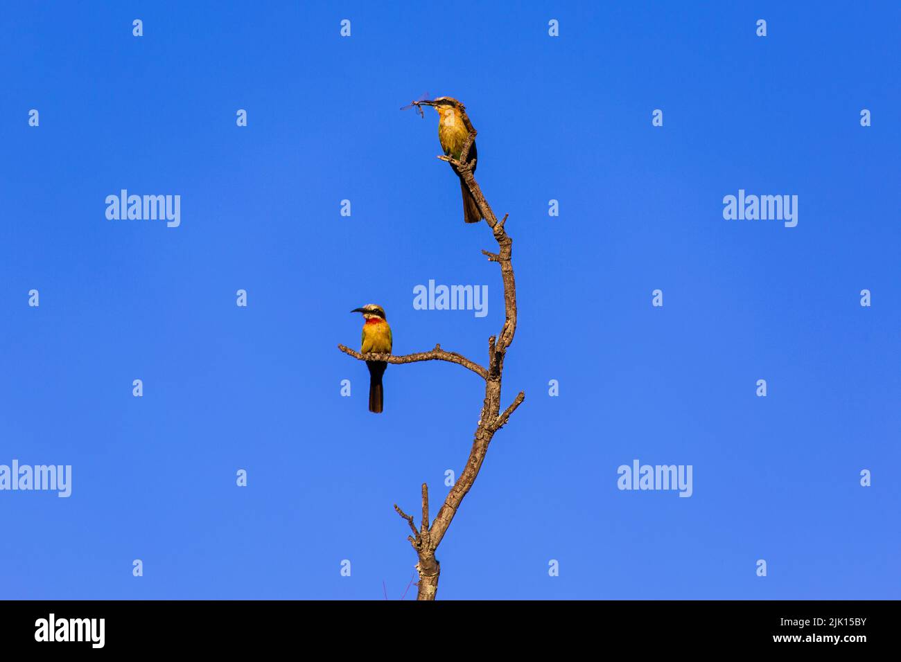 White Fronted Bee Eaters (Merops bullockoides) eat insects in a dead tree in the Welgevonden Game Reserve, South Africa, Africa Stock Photo