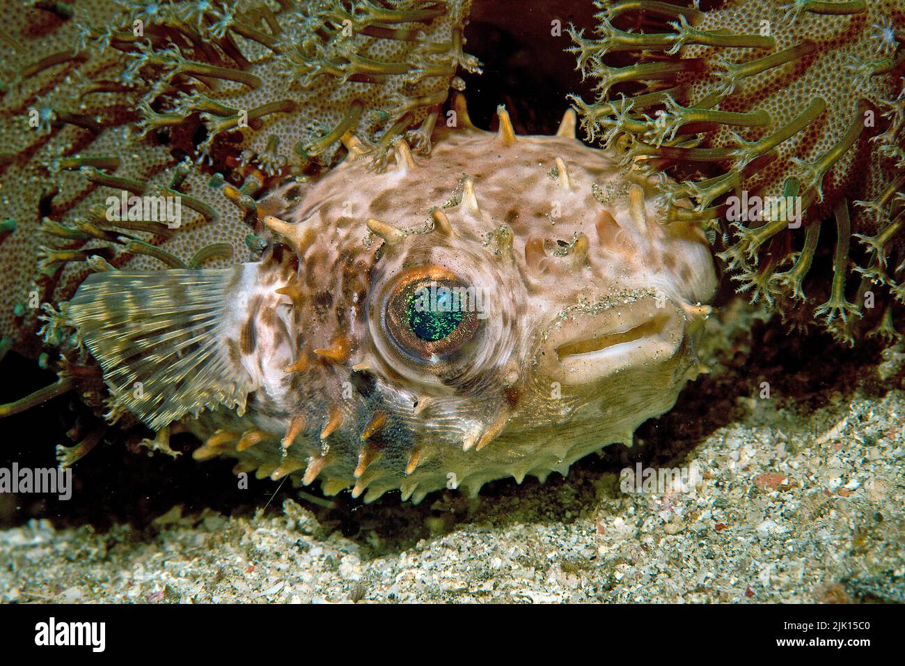 Birdbeak burrfish (Cyclichthys orbicularis), when in danger, it swallows water and pumps itself up into a ball, Sulawesi, Indonesia, Asia Stock Photo