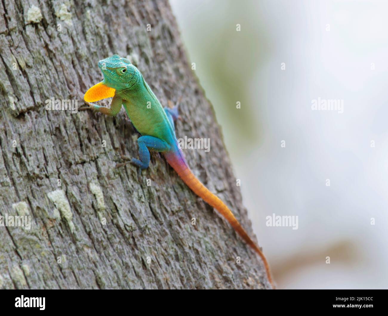 Male Jamaican Anole Lizard (Anolis Grahami) with Dewlap extended, introduced to Bermuda in 1905 to eat fruit flies, Bermuda, Atlantic, Central America Stock Photo