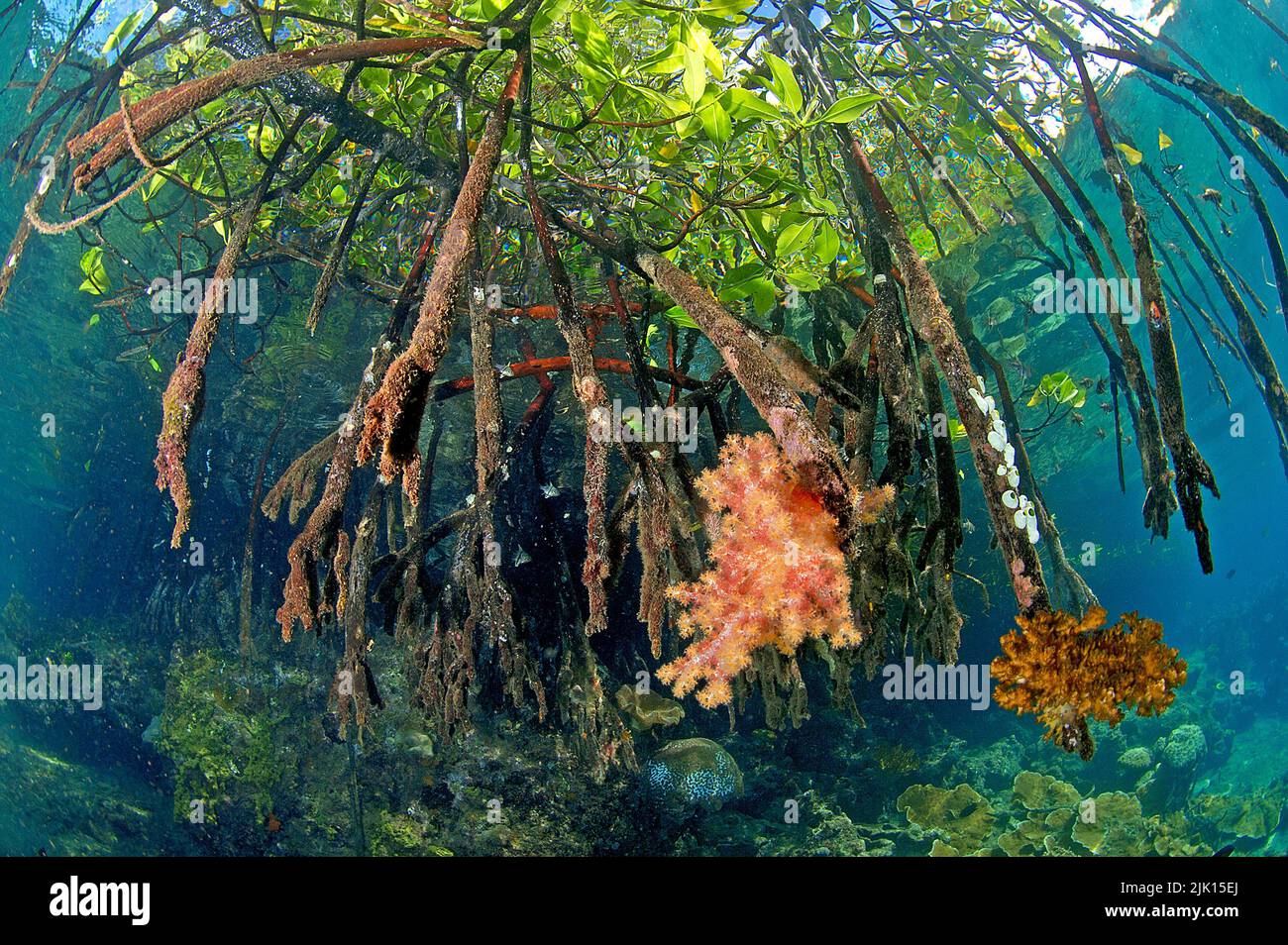 Red Mangroves (Rhizophora mangle), overgrown with Soft corals (Dendronephthya sp.), Mangroves are protected worldwide, Russel islands, Solomon islands Stock Photo