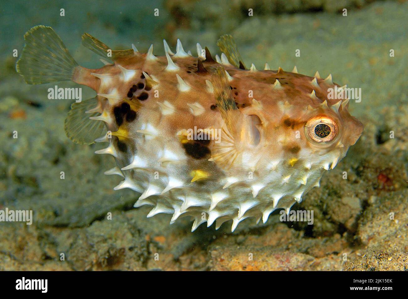 Rounded Birdbeak burrfish (Cyclichthys orbicularis), when in danger, it swallows water and pumps itself up into a ball, Sulawesi, Indonesia Stock Photo