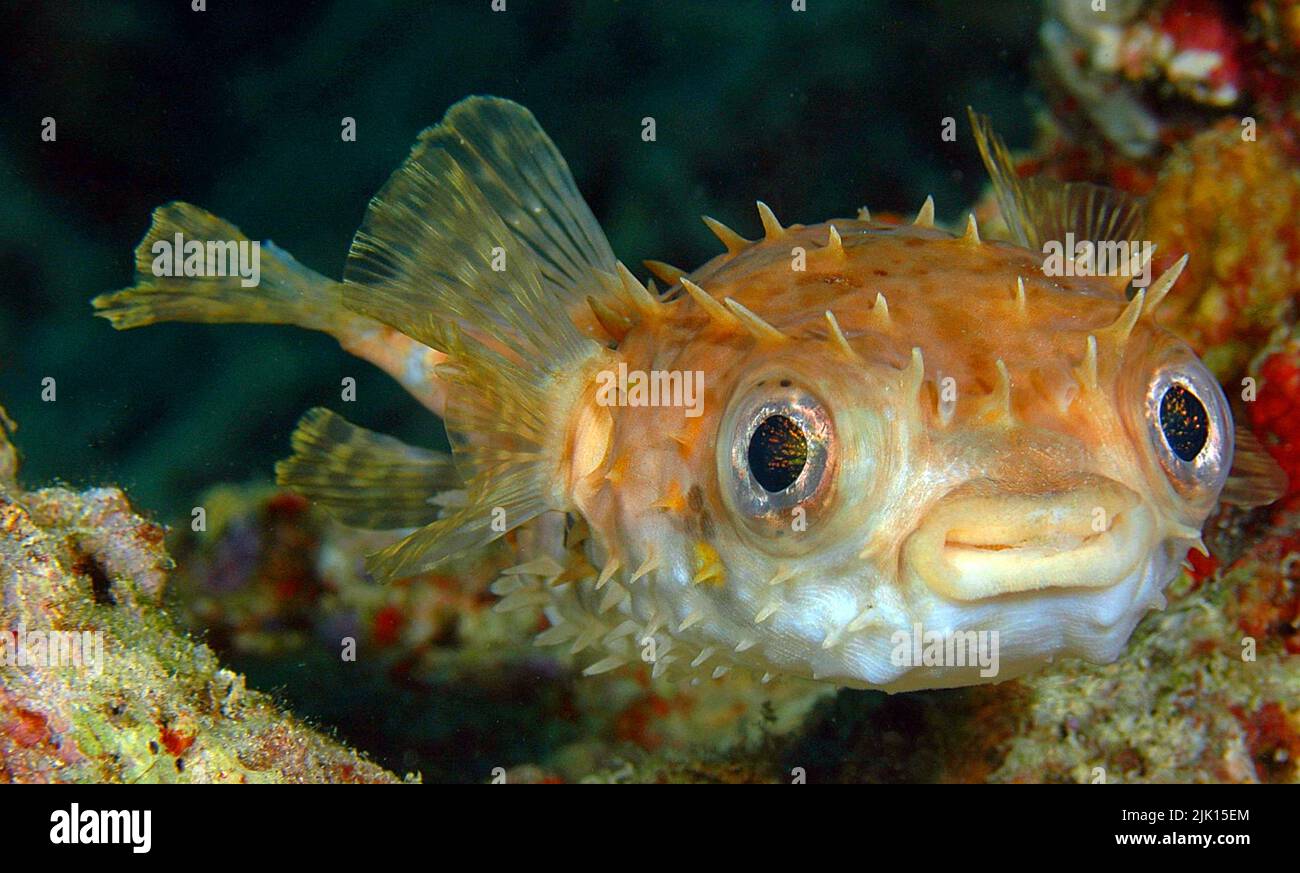 Birdbeak burrfish (Cyclichthys orbicularis), when in danger, it swallows water and pumps itself up into a ball, Sulawesi, Indonesia, Asia Stock Photo