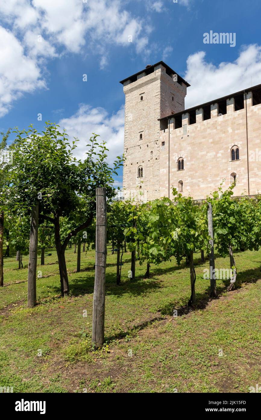 The Rocca vineyard, Rocca di Angera, Angera, Lake Maggiore, Varese province, Lombardy, Italian Lakes, Italy, Europe Stock Photo