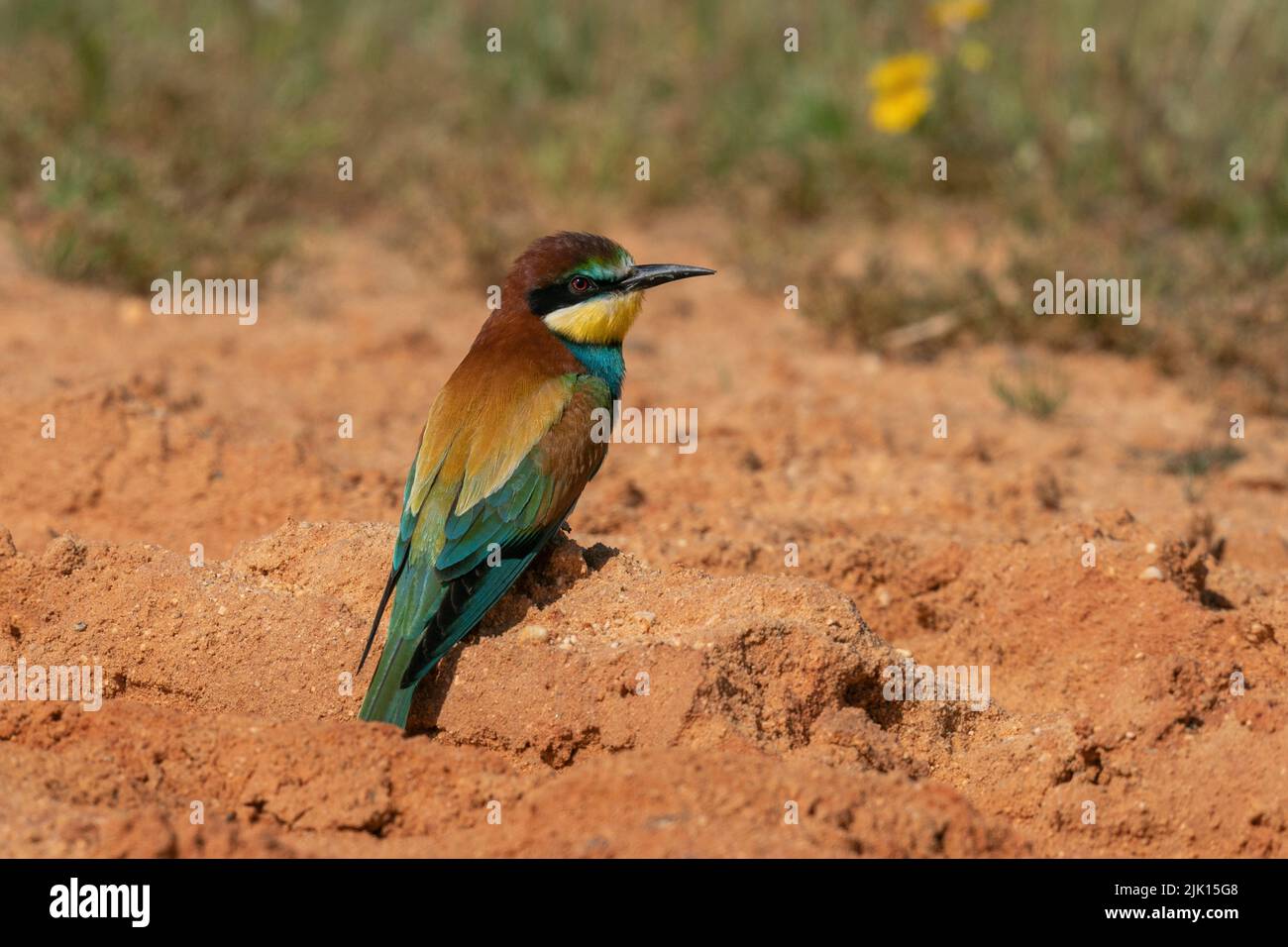 European Bee-eater (Merops apiaster), Donana National and Natural Park, Andalusia, Spain, Europe Stock Photo