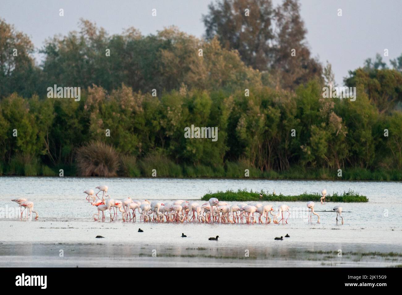 Great Flamingos (Phoenicopterus roseus), El Rocio, Donana National and Natural Park, Andalusia, Spain, Europe Stock Photo