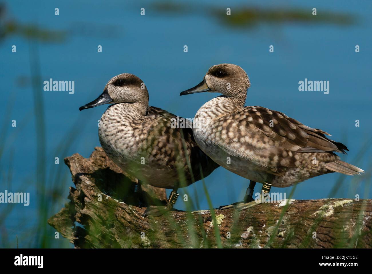 Marbled Teal (Marmaronetta angustirostris), Donana National and Natural Park, Andalusia, Spain, Europe Stock Photo