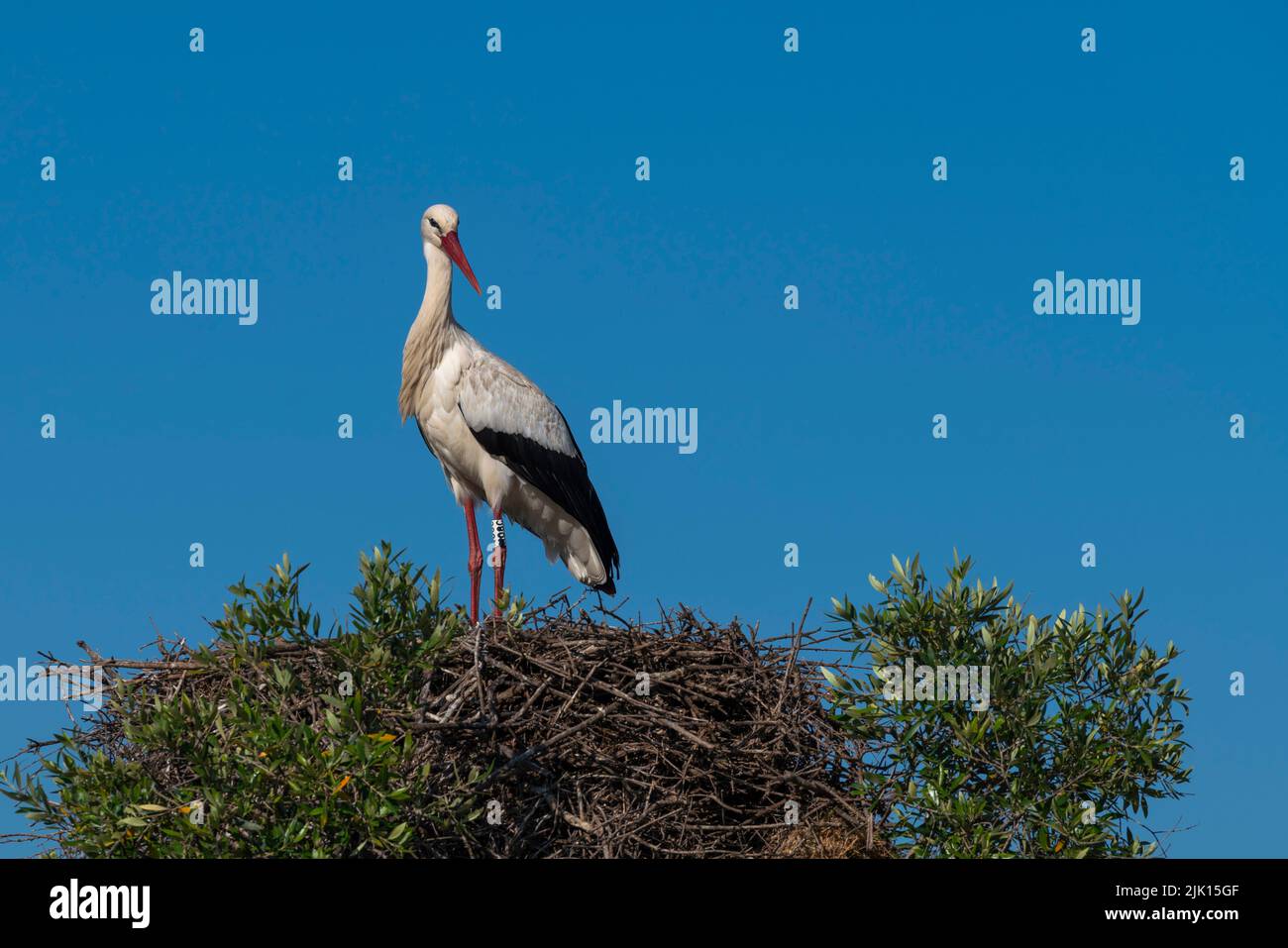 White Stork (Ciconia ciconia), Donana National and Natural Park, Andalusia, Spain, Europe Stock Photo
